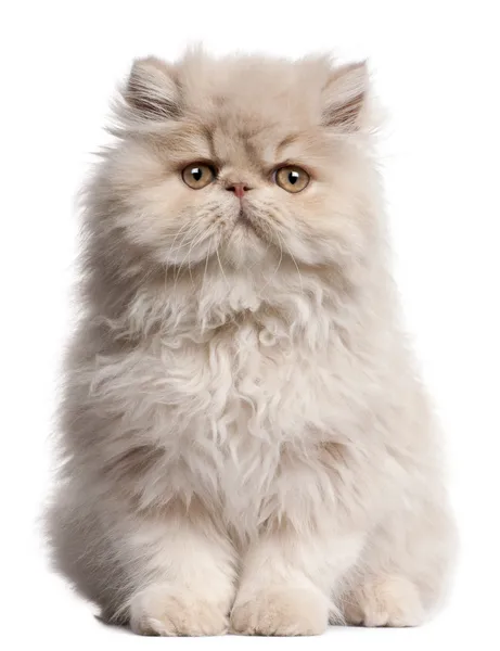 Jonge Perzische kat zit op witte achtergrond — Stockfoto