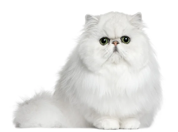 波斯语的猫，8 个月大，坐在白色背景前 — 图库照片