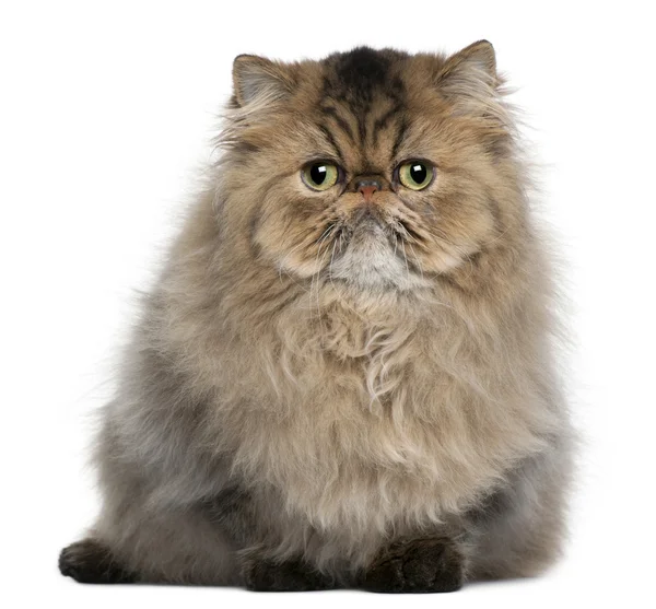 Persian cat, 8 months old, sitting in front of white background — Stock Photo, Image