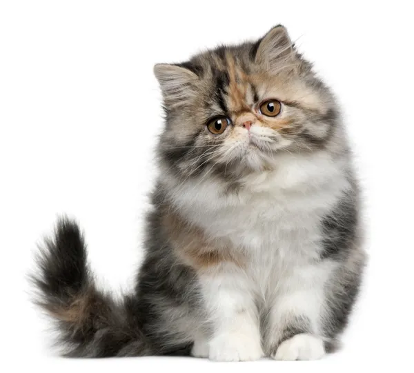 Персидская кошка, 8 месяцев, сидящая перед белым фоном — стоковое фото