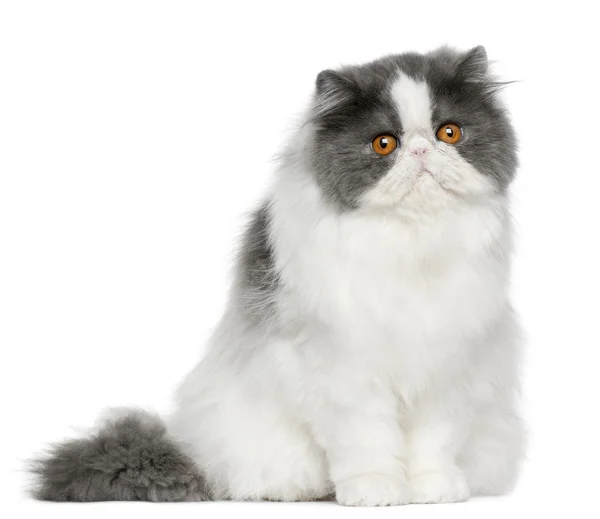 stock image Persian cat, 10 months old, sitting in front of white background