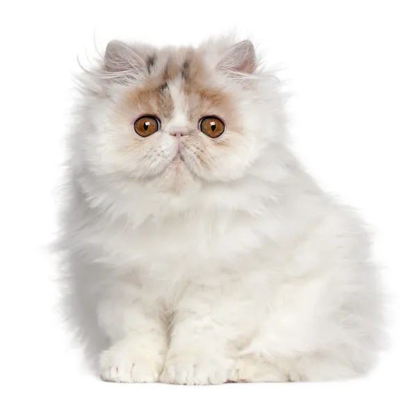 Perské koťátko, 3 měsíce starý, sedí v přední části bílé pozadí — Stock fotografie
