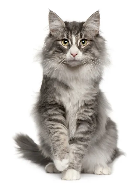 Norwegian Forest Cat, 5 months old, sitting in front of white background — Stock Photo, Image
