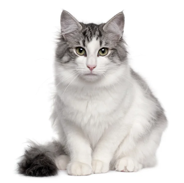 Лесная кошка, 5 месяцев, сидит на белом фоне — стоковое фото
