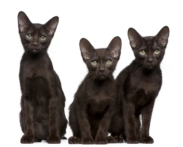 Havana Brown kittens, 15 weeks old, sitting in front of white background — Stock Photo, Image