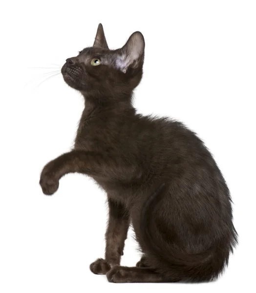 Havana Brown gattino, 15 settimane, guardando verso l'alto davanti allo sfondo bianco — Foto Stock