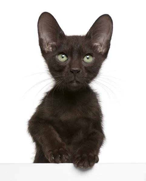 Havana bruin kitten krijgen uit een doos, 15 weken oud, voor witte achtergrond — Stockfoto