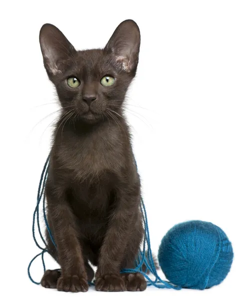 Havanna barna cica a labdát a kék fonalat, 15 hetes, fehér háttér előtt ülve — Stock Fotó