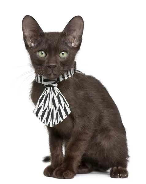 Havana Brown kitten wearing black and white tie, 15 weeks old, sitting in front of white background — Stock Photo, Image