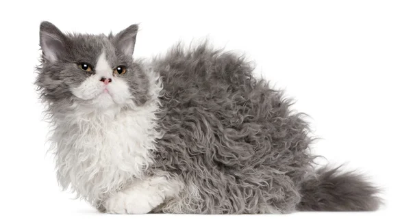 Selkirk Rex kitten, 5 months old, sitting in front of white background — Stock Photo, Image