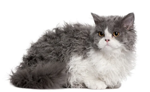 Selkirk Rex kitten, 5 months old, sitting in front of white background — Stock Photo, Image