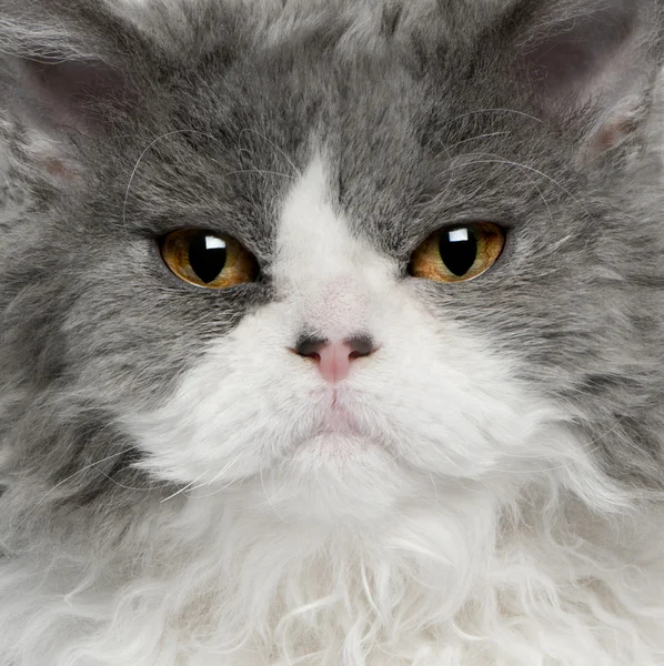 Закри Селькіркський Рекс кошеня, 5 місяців тому — стокове фото