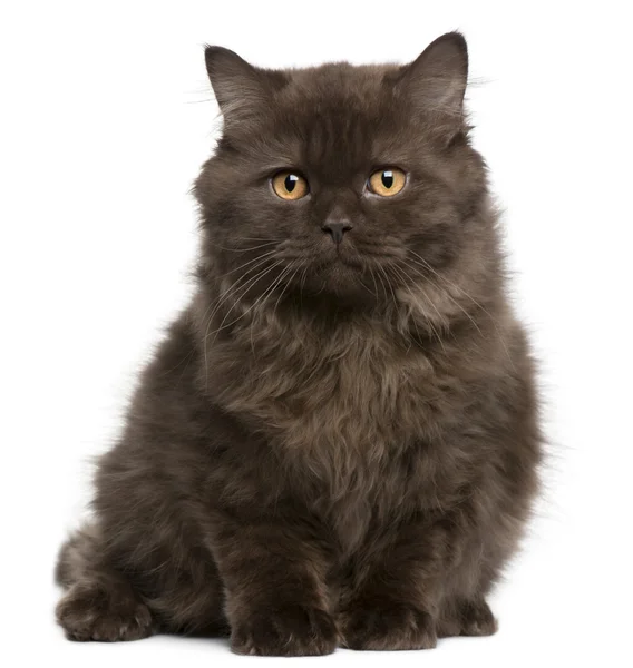 British Longhair kitten, 3 months, sitting in front of white background — Stock Photo, Image