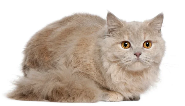 Британский длинноволосый котенок, 5 месяцев, сидящий перед белым фоном — стоковое фото