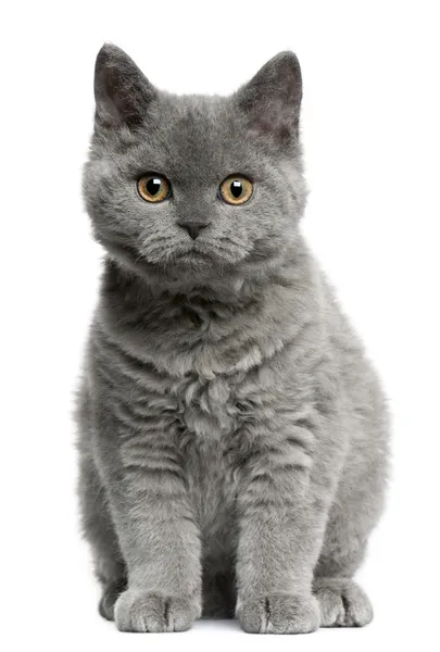 Selkirk rex kitten, 3 maanden oud, zitten in de voorkant van witte achtergrond — Stockfoto