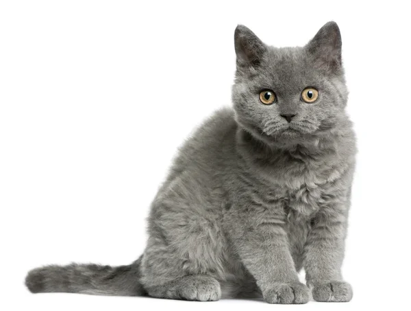 Selkirk Rex kitten, 3 months old, sitting in front of white background — Stock Photo, Image