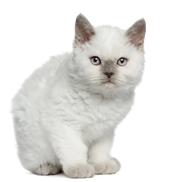 塞尔扣克雷克斯小猫，11 个月大，坐在前面的白色背景 — 图库照片