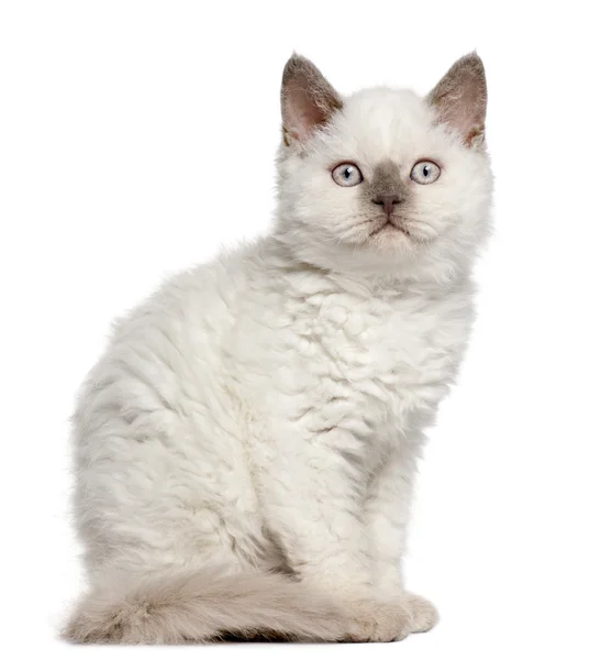 셀 커크 렉스 고양이, 11 개월, 흰색 배경 앞에 앉아 — 스톡 사진