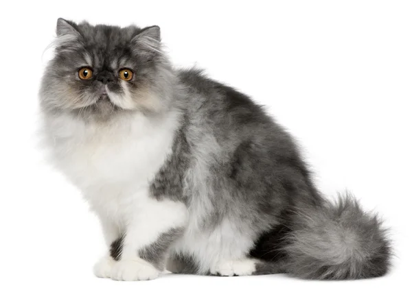 Perzisch-kitten, 6 maanden oud, zitten in de voorkant van witte achtergrond — Stockfoto