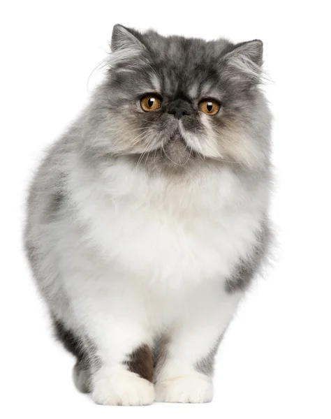 Персидский котенок, 6 месяцев, стоящий перед белым фоном — стоковое фото