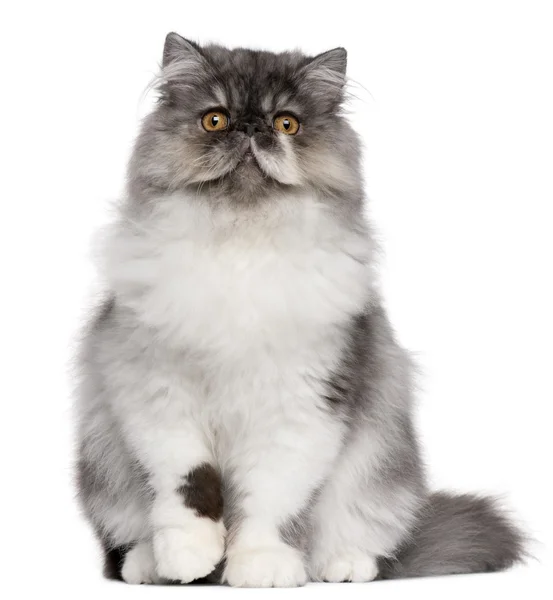 Персидский котенок, 6 месяцев, сидящий перед белым фоном — стоковое фото