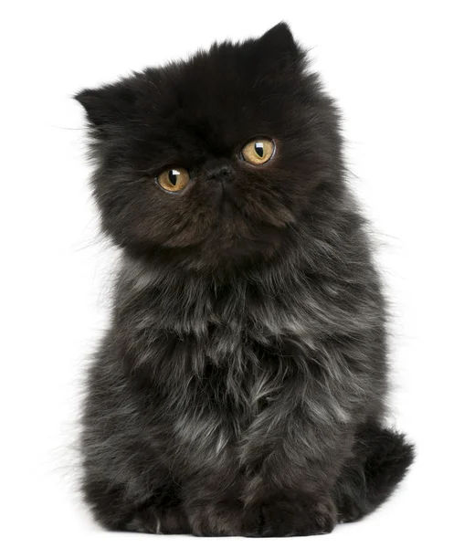 Persian kitten, 3 months old, sitting in front of white background — Stock Photo, Image