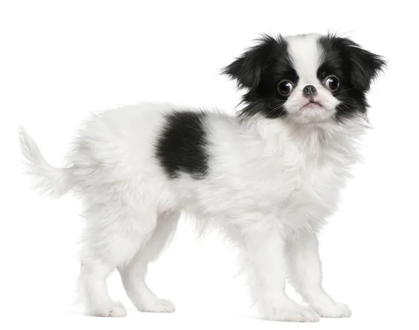 Stock image Japanese Chin puppy or Japanese Spaniel, 3 months old, standing in front of white background