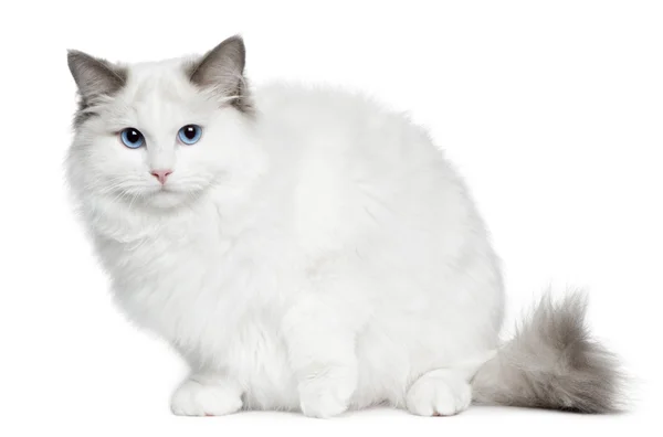 Ragdoll 고양이, 6 개월, 흰색 배경 앞에 앉아 — 스톡 사진