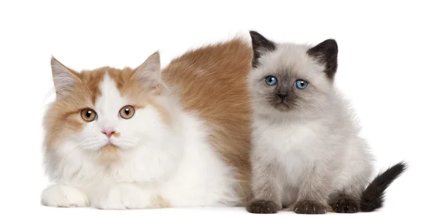 Brits korthaar kittens, 2 en 5 maanden oud, zit op witte achtergrond — Stockfoto