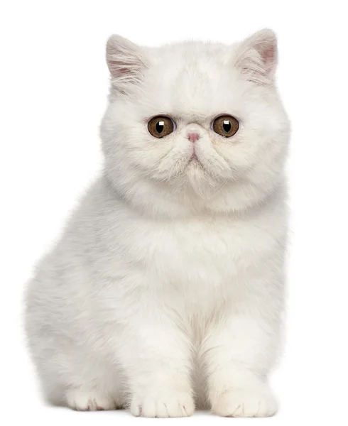 Gatito exótico de taquigrafía, 4 meses, sentado frente al fondo blanco —  Fotos de Stock