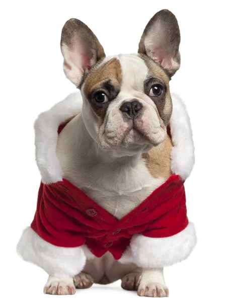 在圣诞老人服装，7 个月大，坐在白色背景前的法国斗牛犬 — 图库照片