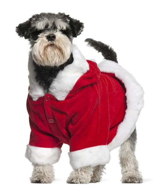Miniature Schnauzer wearing Santa outfit, 4 and a half years old, standing in front of white background — Stock Photo, Image