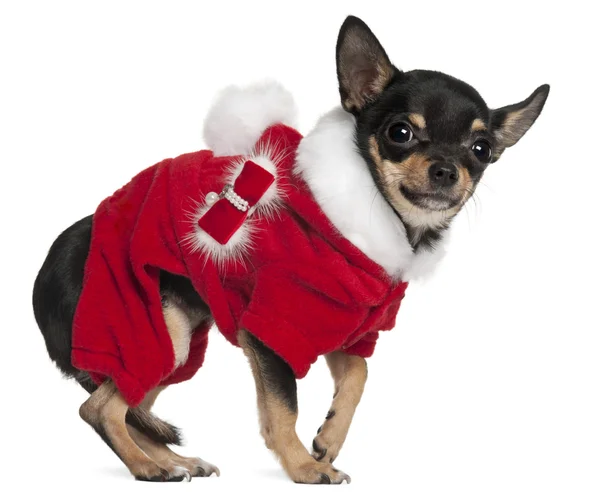 Chihuahua em roupa de Santa, 3 anos, de pé em frente ao fundo branco — Fotografia de Stock