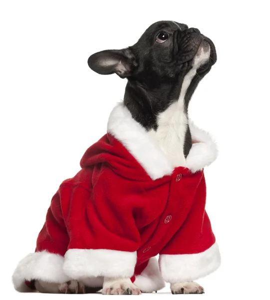 在圣诞老人服装，4 和半岁，坐在白色背景前的法国斗牛犬小狗 — 图库照片