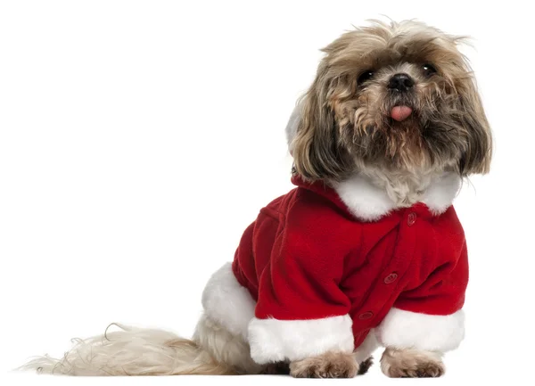 Old and dirty Shih Tzu in Santa outfit, 14 years old, sitting in front of white background — Stock Photo, Image