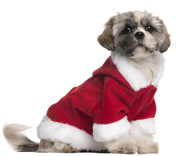 Shih Tzu in Santa outfit, 7 months old, sitting in front of white background