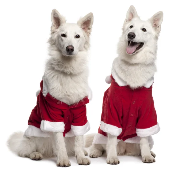 Berger Blanc Suisse dogs, or White Swiss Shepherd Dogs wearing Santa outfits sitting in front of white background — Stock Photo, Image