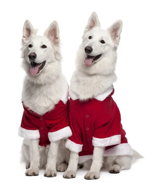 Berger Blanc Suisse dogs, or White Swiss Shepherd Dogs wearing Santa outfits sitting in front of white background — Stock Photo, Image
