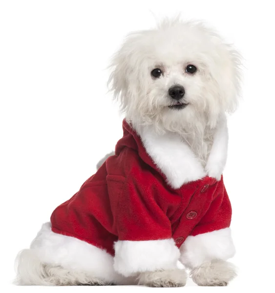 Bolognese puppy in Santa outfit, 6 months old, sitting in front of white background — стокове фото