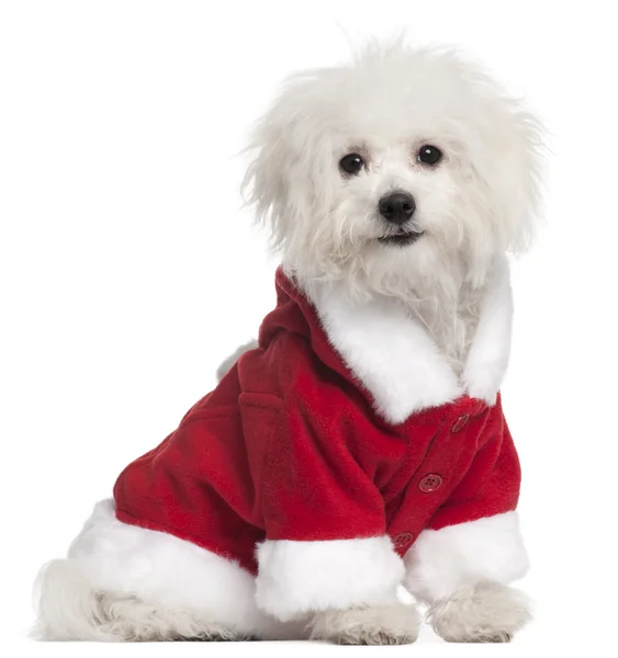 Bolognese puppy in Santa outfit, 6 months old, sitting in front — стокове фото