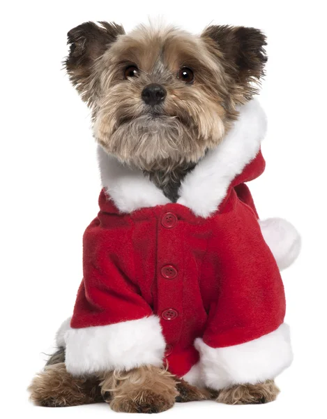 Yorkshire Terrier in Santa outfit, 9 years old, sitting in front of white background — Stock Photo, Image