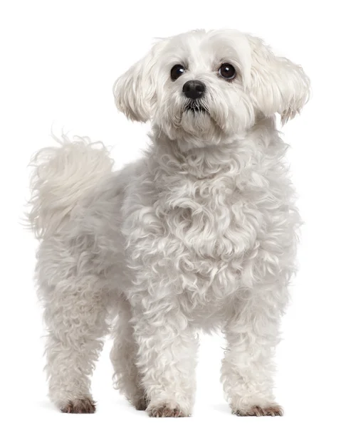 Maltese, 11 years old, standing in front of white background — 스톡 사진