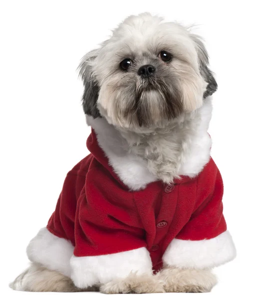 Lhasa Apso in Santa outfit, 13 months old, sitting in front of white background — Stock Photo, Image