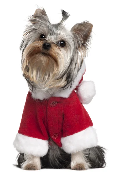 Yorkshire Terrier puppy in Santa outfit, 7 months old, sitting in front of white background — Stock Photo, Image