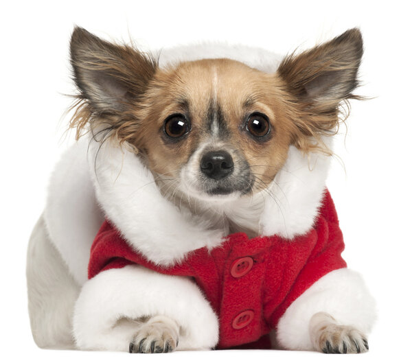 Chihuahua in Santa outfit, 1 year old, lying in front of white background
