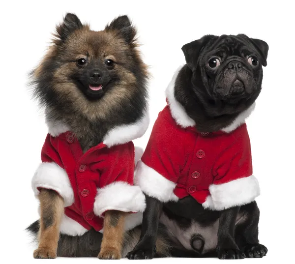 Pug puppy, 6 months old, and Spitz, 7 months old, wearing Santa outfits in front of white background — стокове фото