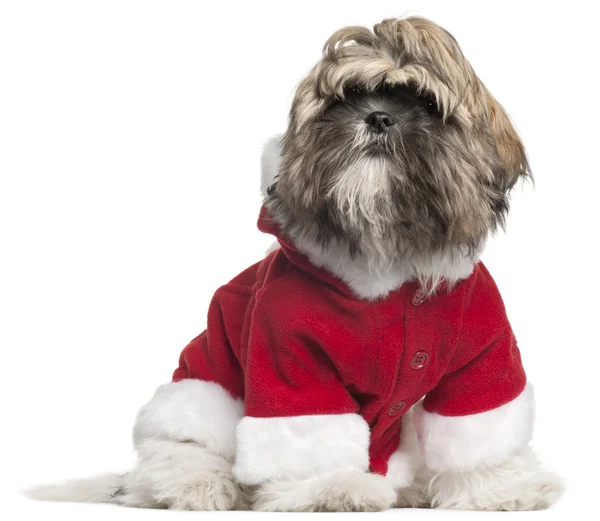 Shih Tzu puppy in Santa outfit, 4 months old, sitting in front of white background — Stock Fotó