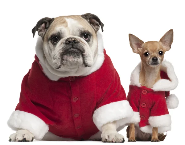 Bulldog Inglés y Chihuahua en trajes de Santa sentado en frente de fondo blanco —  Fotos de Stock
