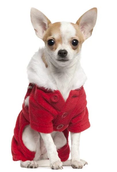 Chihuahua im Weihnachtsmann-Outfit, zweieinhalb Jahre alt, sitzt vor weißem Hintergrund — Stockfoto
