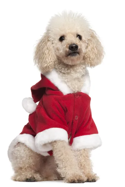 身穿圣诞老人服装的狮子狗，8 岁，坐在前面的白色背景 — 图库照片
